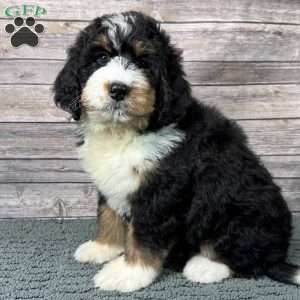 Rain, Bernedoodle Puppy